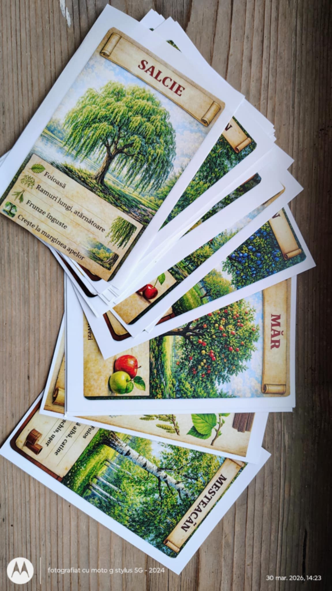 cartonase educative care prezinta diverse esente de lemn